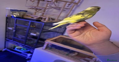 Budgerigars birds - Advert 1