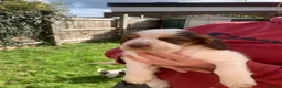 Cocker Spaniel dogs for sale: LAST 2 BOYS show x working cocker spaniels in North Shields - Advert 13