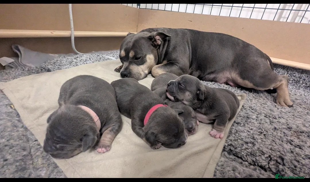 American Bully dogs for sale: Elite Silver/Blue Tri Pocket Bully - Advert 1