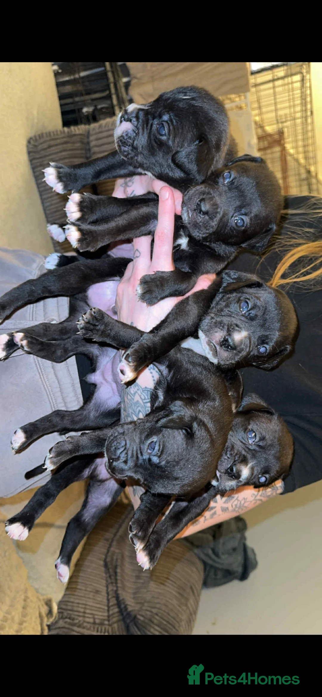 Mixed Breed dogs for sale: Cancorso x puppies  - Advert 8