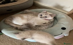 Ragdoll cats for sale: Ragdoll kitten READY NOW male and female £550 each - Image 2