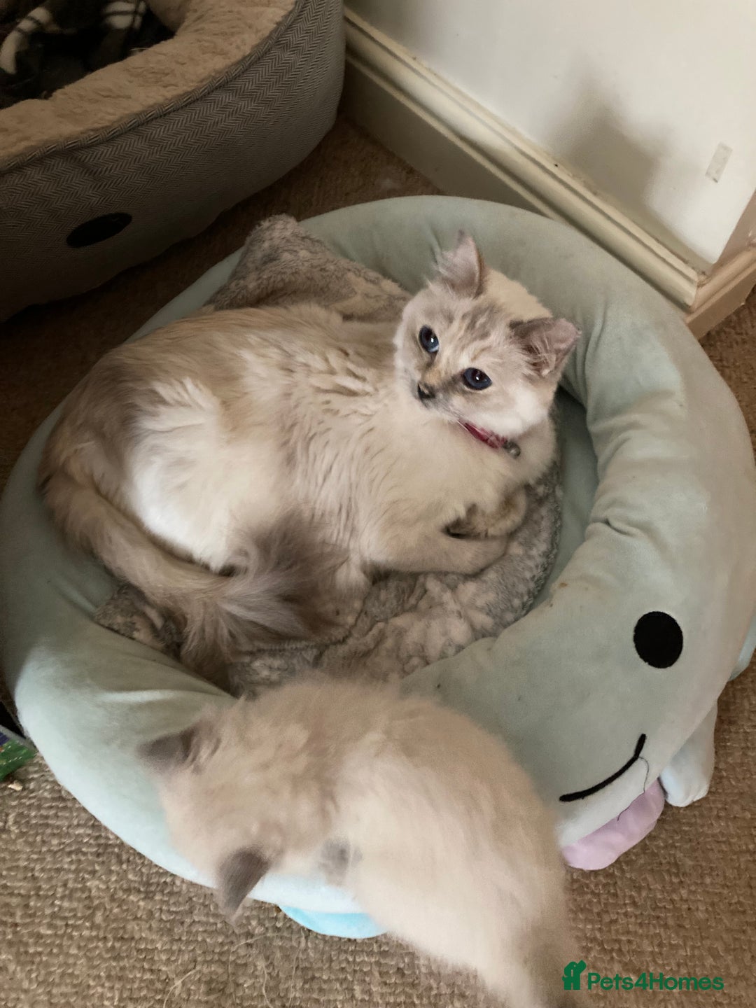 Ragdoll cats for sale: Ragdoll kitten READY NOW male and female £550 each - Image 2