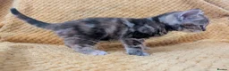 Mixed Breed cats for sale: Beautiful orange, grey and tabby kittens  - Advert 10