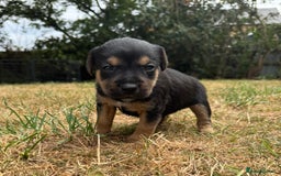 Jack Russell dogs for sale: Jack Russel terrier puppies for sale - Image 10