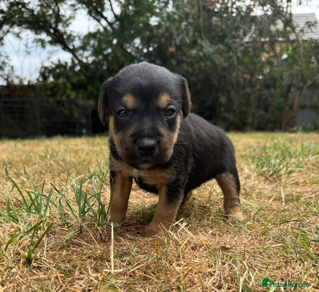 Jack Russell dogs for sale: Jack Russel terrier puppies for sale - Image 10