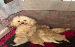 Maltipoo dogs for sale: 2 tiny maltipoo girls left DNA Tested - Image 11