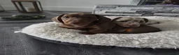 Miniature Dachshund dogs for sale: Lovely Miniature Dachshund Puppies  in Doncaster - Advert 5