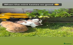 Mini Lop rabbits for sale: Gorgeous Mini Lops  - Image 34