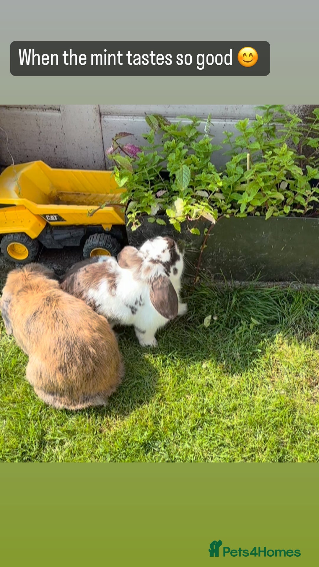 Mini Lop rabbits for sale: Gorgeous Mini Lops  - Image 34