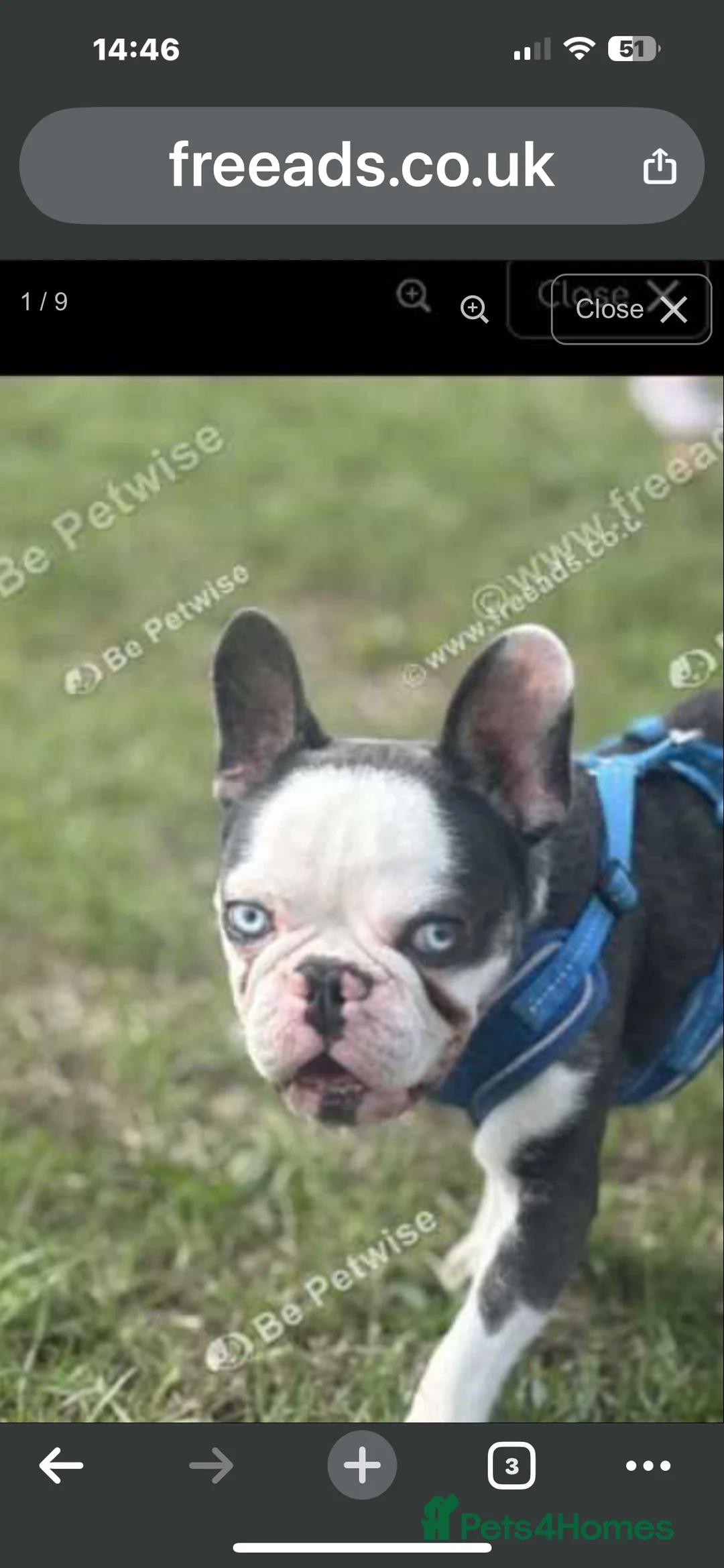 French Bulldog dogs for sale: RARE MINI FRENCH BULLDOG BLUE EYES  - Advert 2