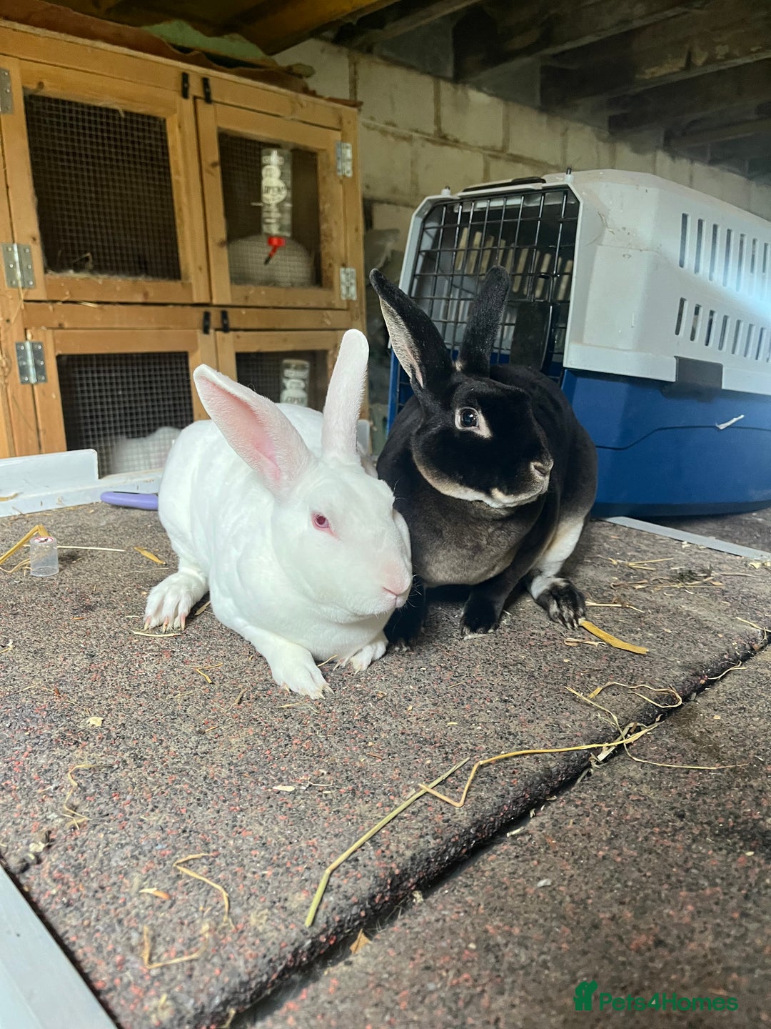 Rex rabbits for sale: Selection of Mini Rex boys  - Image 11