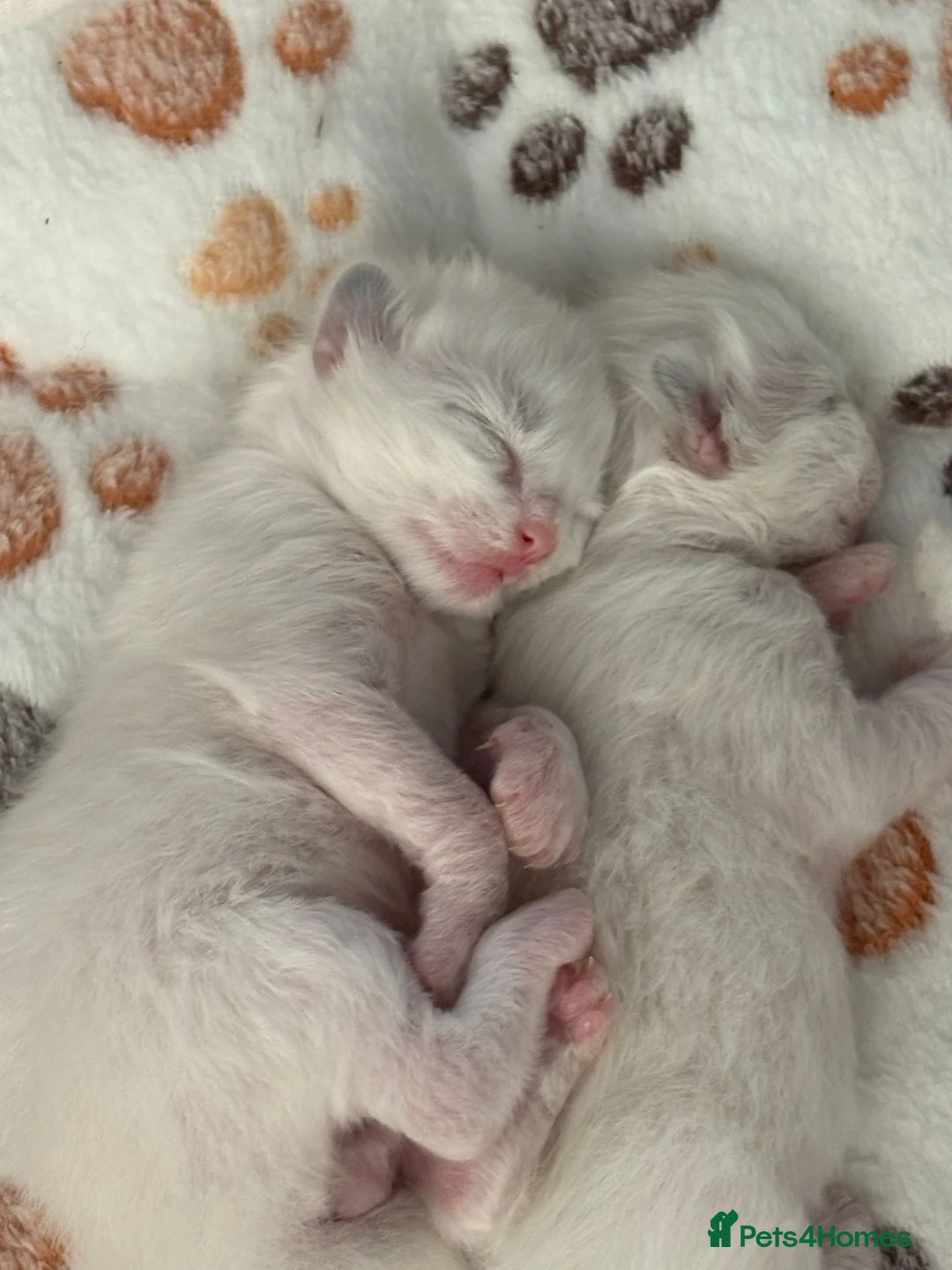 Ragdoll cats for sale: Stunning Bi-Colour Ragdoll Kittens – 7 Available   - Advert 1