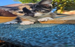 Mixed Breed cats for sale:  🐾 Adorable Kittens Ready for Loving Homes 🐾 - Image 26