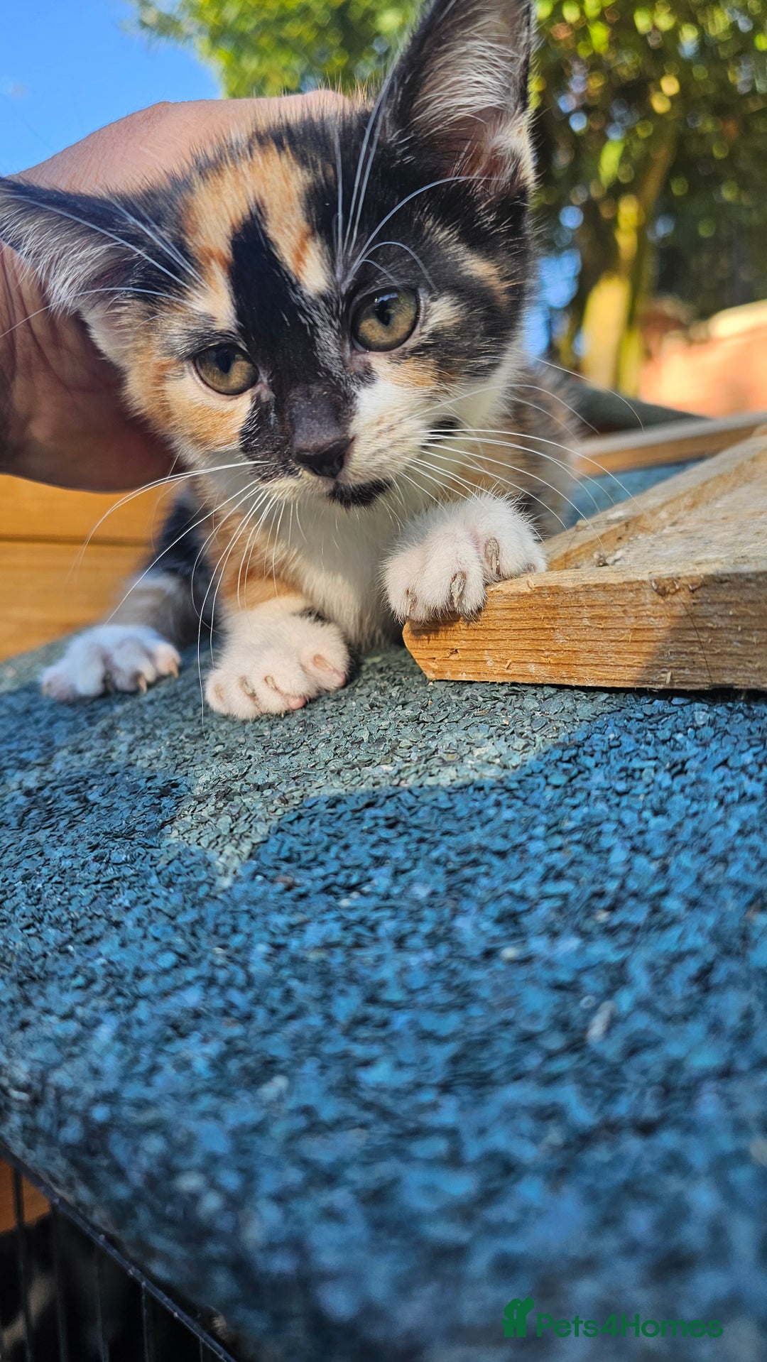 Mixed Breed cats for sale:  🐾 Adorable Kittens Ready for Loving Homes 🐾 - Image 26