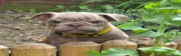 English Bulldog dogs for sale: Rare opportunity- grandpups of Burleybullz Nemesis - Advert 15