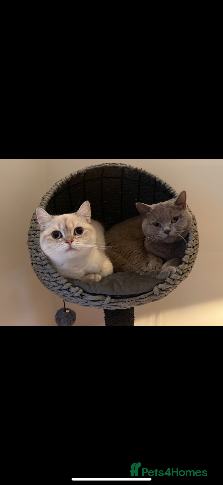 British Shorthair cats for sale: Stunning GCCF-Registered British Shorthair Kittens - Advert 25