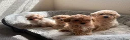 Maltipoo dogs for sale: Exquisite F1 Maltipoo Puppies Available - Advert 3