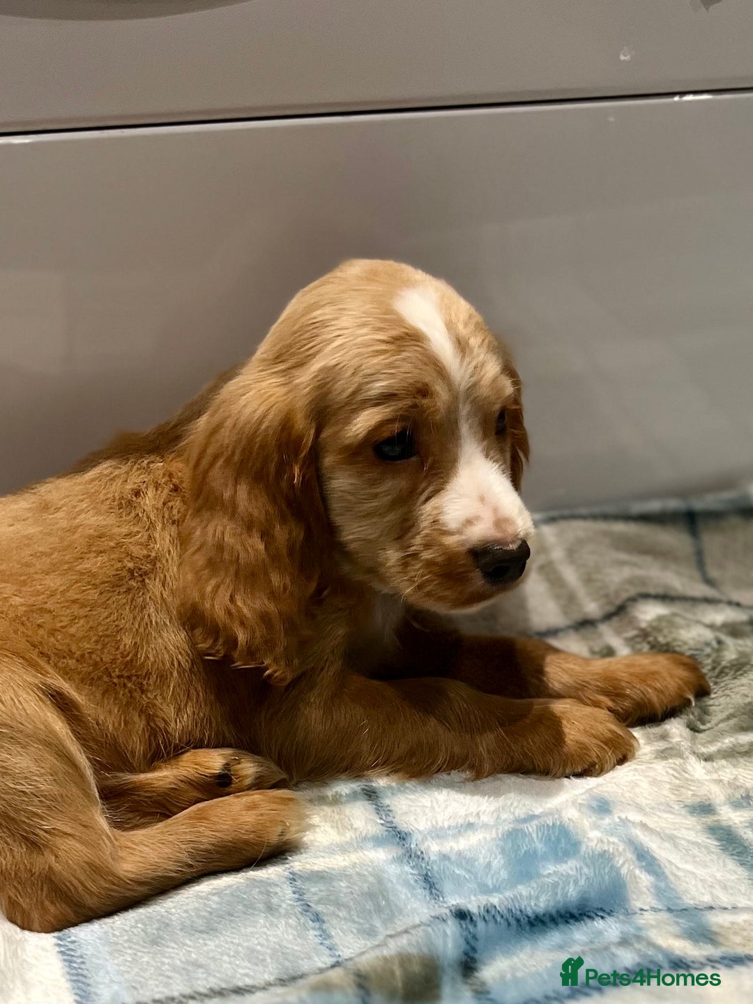 Cocker Spaniel dogs for sale: Beautiful Show Type Puppies - Advert 3