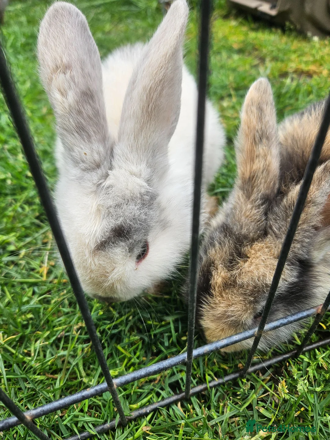 Mixed Breed rabbits for sale: Mixed breed lops for sale. Ready Monday  in Mansfield - Advert 16