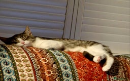 Bengal cats for sale: Beautiful boy bengal - Image 3