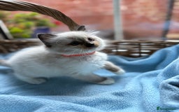 Ragdoll cats for sale: One gorgeous boy,  Luxury pedigree. - Image 4