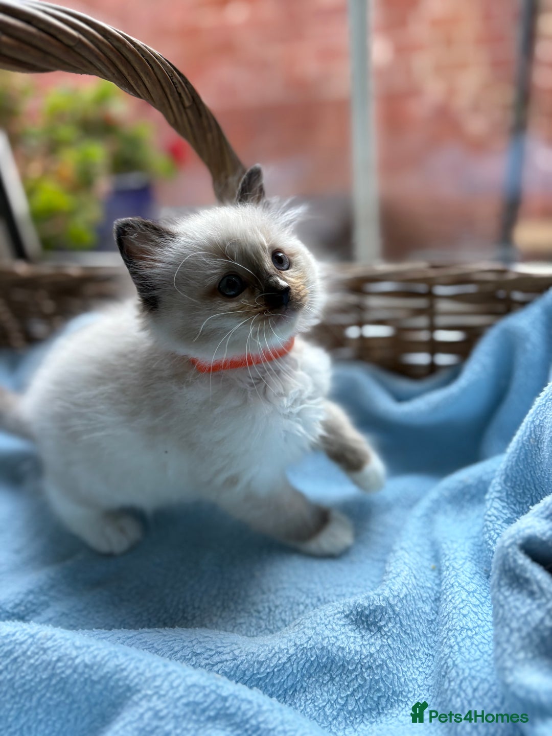 Ragdoll cats for sale: One gorgeous boy,  Luxury pedigree. - Image 4