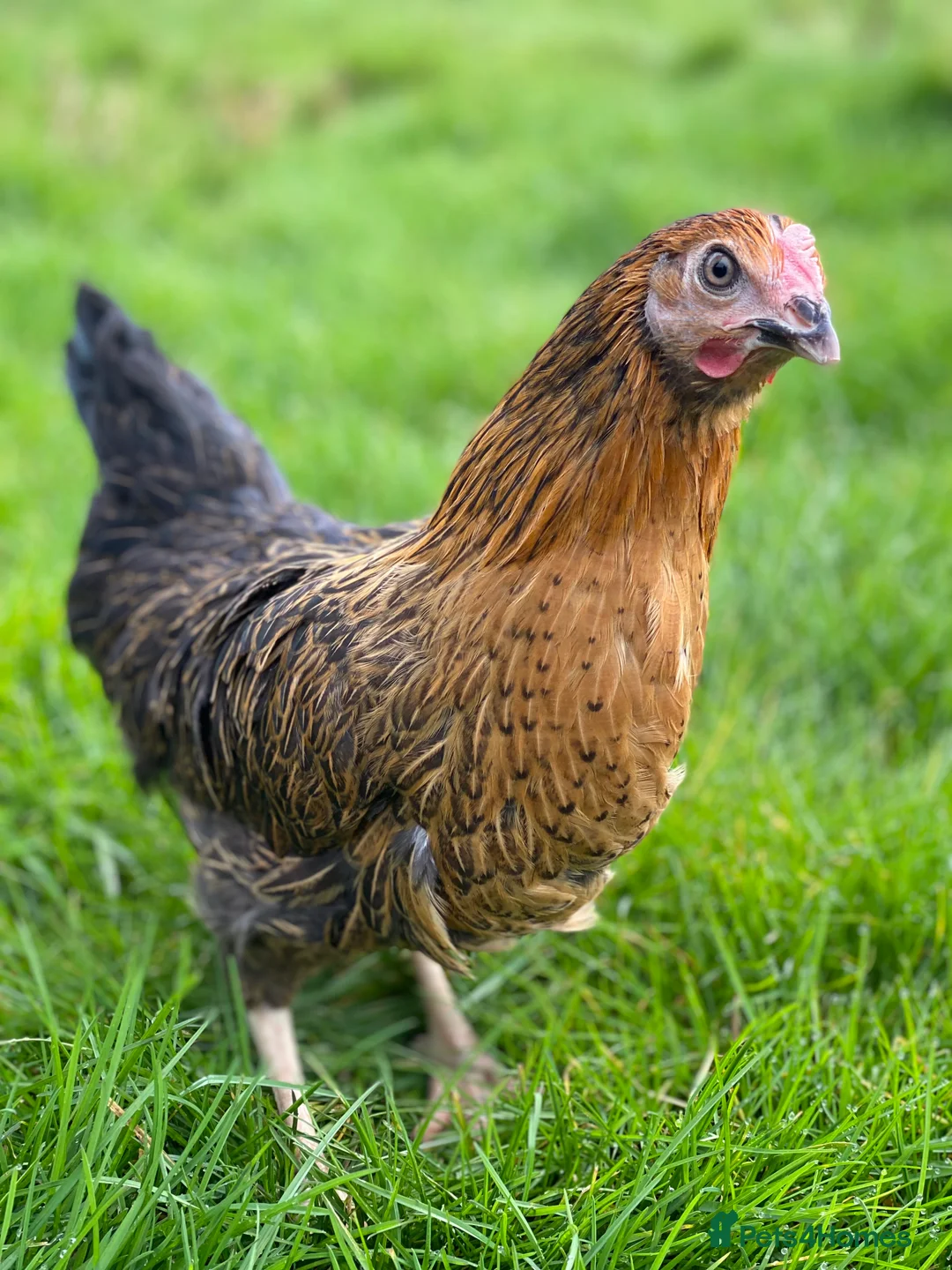 Chickens poultry for sale: Various Point of Lay Female Chickens - Advert 6