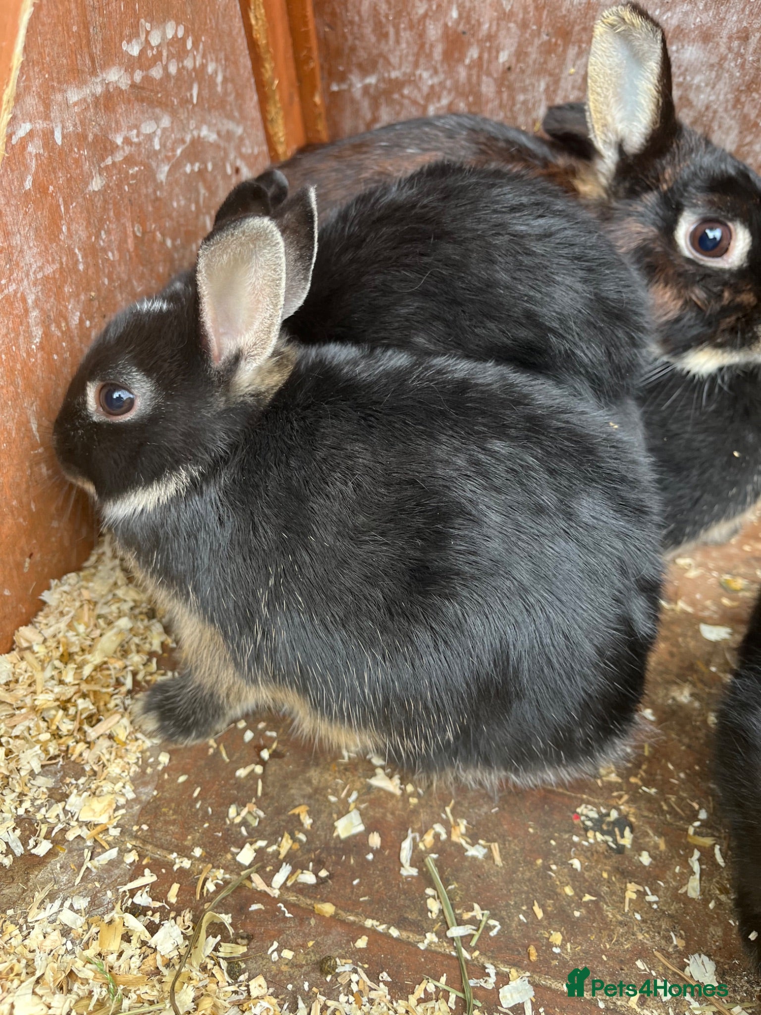 Netherland Dwarf rabbits Beautiful Netherland Dwarf babies.  - Advert 10