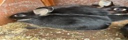 Netherland Dwarf rabbits for sale: Beautiful Netherland Dwarf babies.  - Advert 1