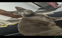Russian Blue cats for sale: Rehoming cats  - Image 3