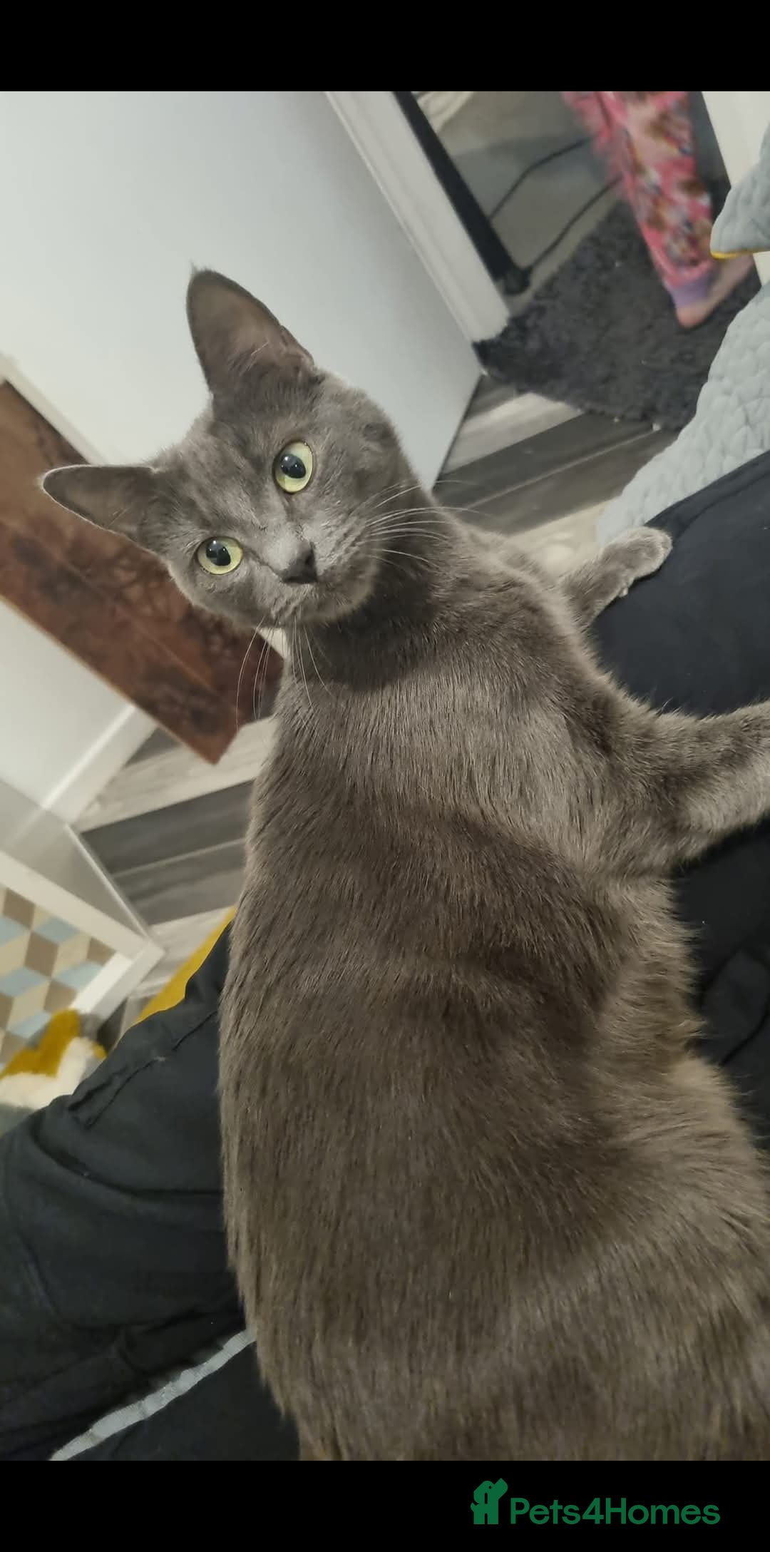 Russian Blue cats for sale: Rehoming cats  - Image 3