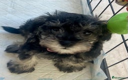 Miniature Schnauzer dogs for sale: 🐾🐶Schnauzer/Schnoodles🐶🐾 - Image 25