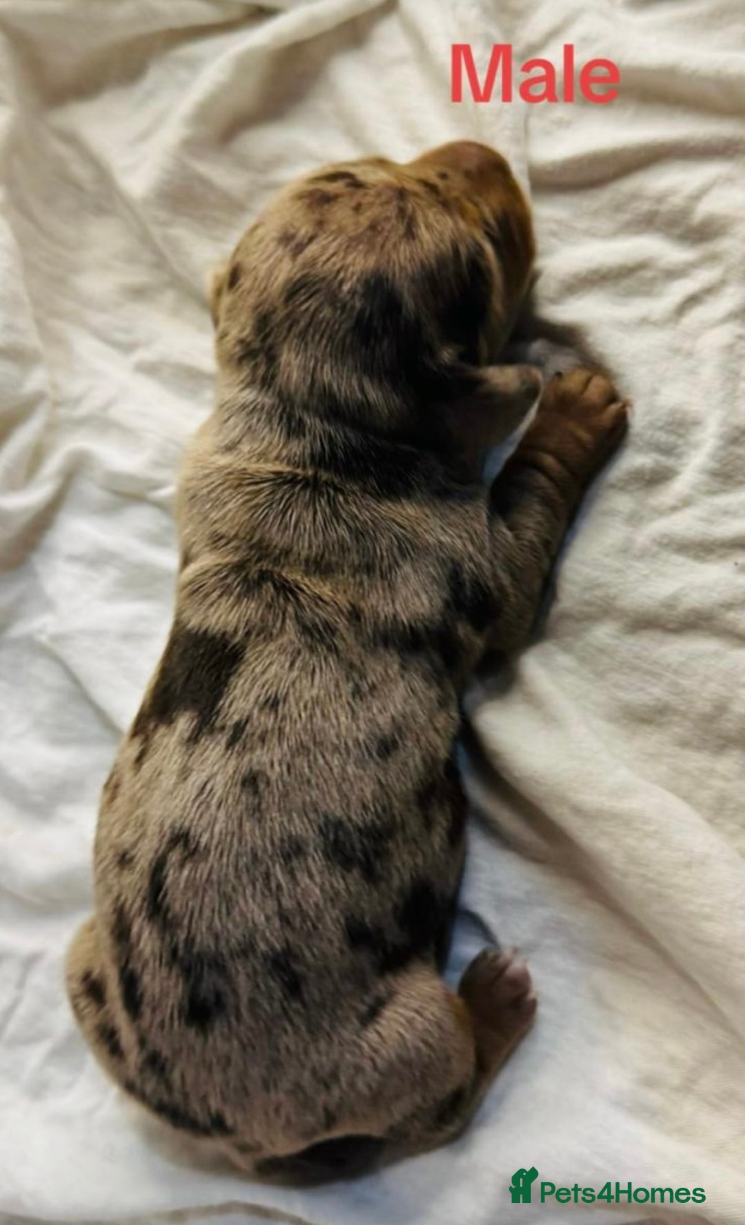 Miniature Dachshund dogs for sale: 6 Miniature Dachshund babies - Image 17