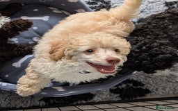 Miniature Poodle dogs for sale: Beautiful KC registered miniature poodles  - Image 20