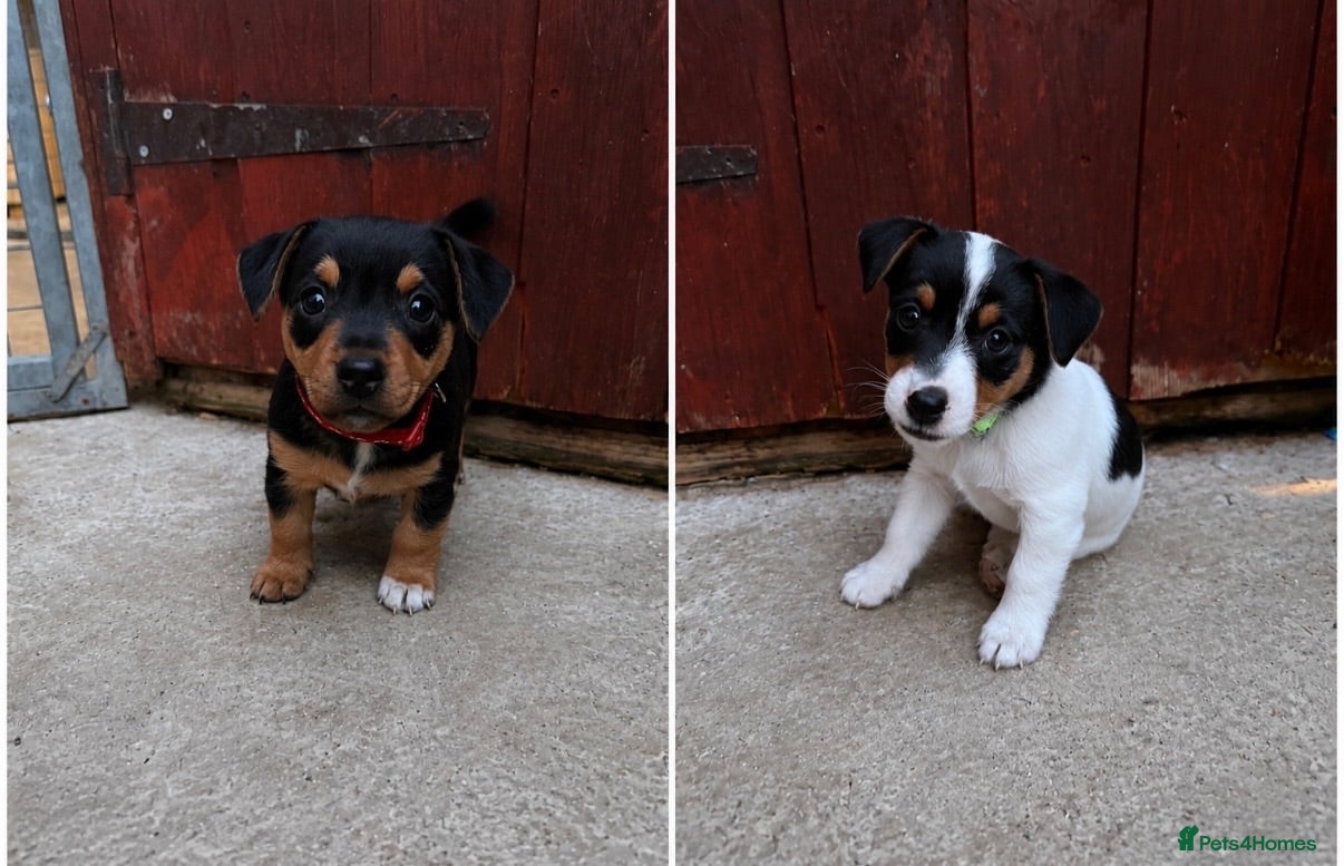 Jack Russell dogs Jack Russell  - Advert 13