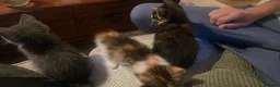 Mixed Breed cats for sale: 2 grey and white boys 2 torte girls  - Advert 7