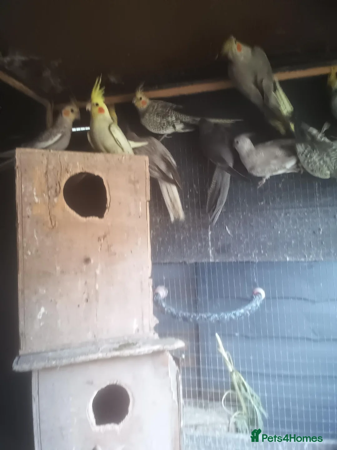 Cockatiels birds for sale: Selling up cockatiels - Advert 2