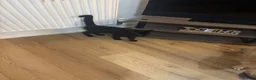 Mixed Breed cats for sale: FREE 4 month old Kitten in Coventry - Advert 3
