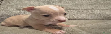 Chihuahua 3