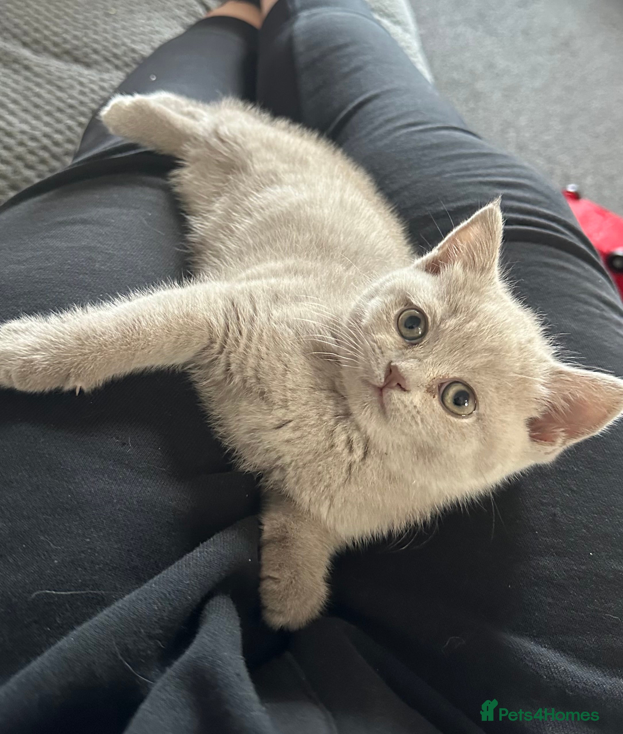 British Shorthair cats 💜Last Lilac Girl! TICA Registered British Short. - Advert 7