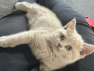 British Shorthair cats 💜Last Lilac Girl! TICA Registered British Short. - Advert 7