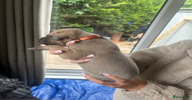 Great Dane dogs - Advert 2