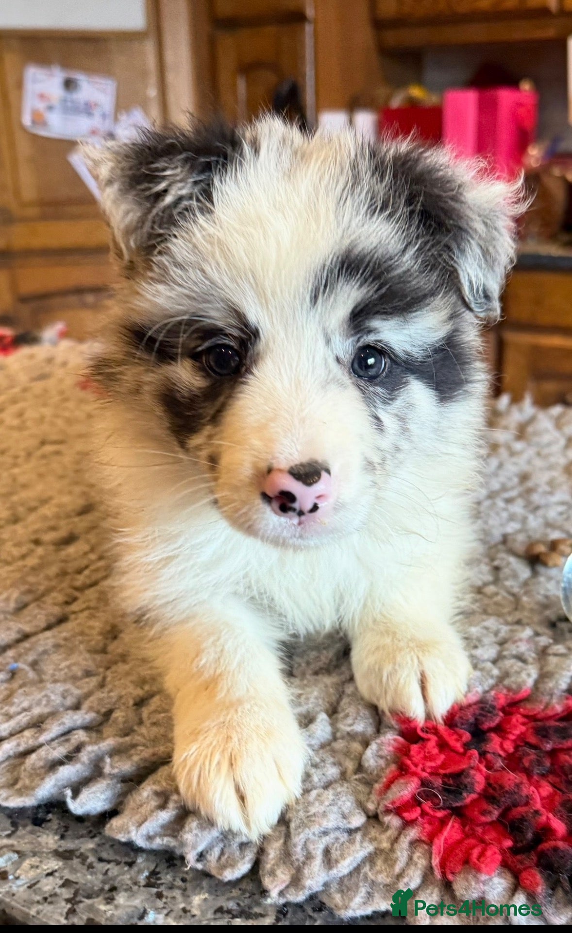 Border Collie dogs Beautiful long coated pups  - Advert 1