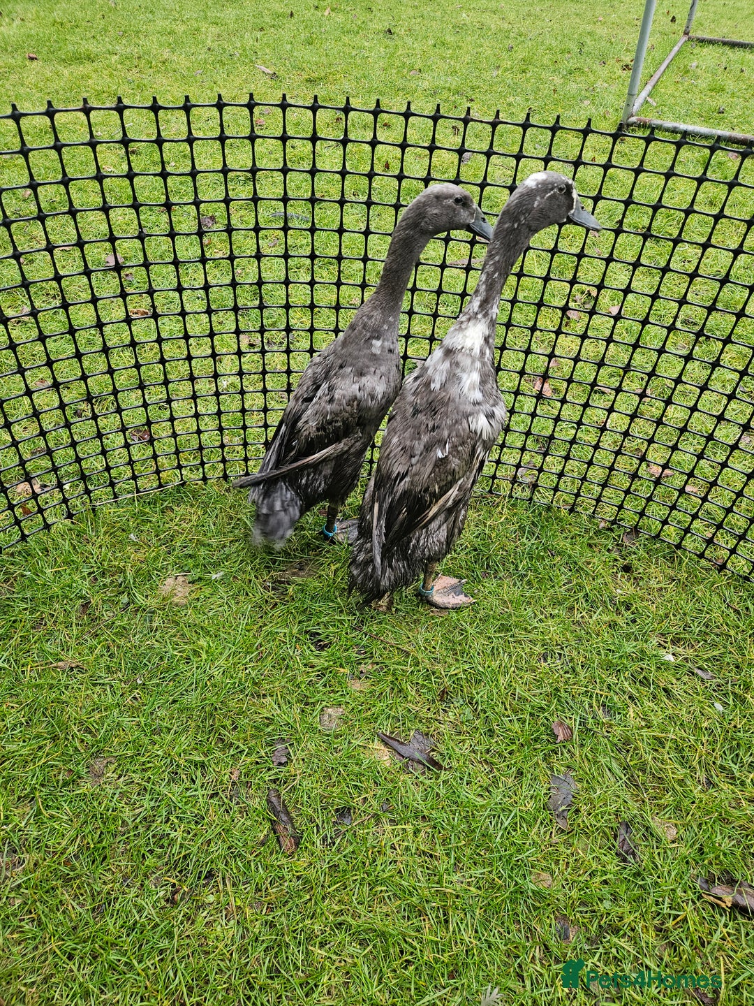 Ducks poultry for sale: Female Indian runner ducks - Advert 1