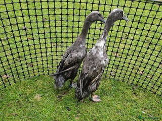 Ducks poultry Female Indian runner ducks - Advert 1