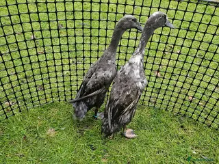 Ducks poultry Female Indian runner ducks - Advert 1