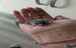 Sugar Glider rodents for sale: 4 adults& babies squirrells/pigmy door mice - Image 2