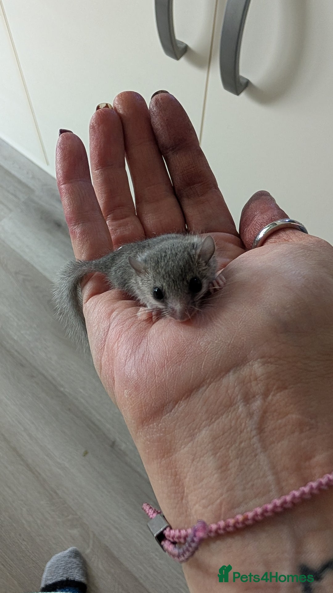 Sugar Glider rodents for sale: 4 adults& babies squirrells/pigmy door mice - Image 2