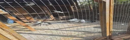 Mixed Breed birds for sale: Indian fontail - Advert 4