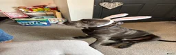 Cane Corso dogs for sale: 8 Month Old Male Cane Corso  in Barnetby - Advert 10